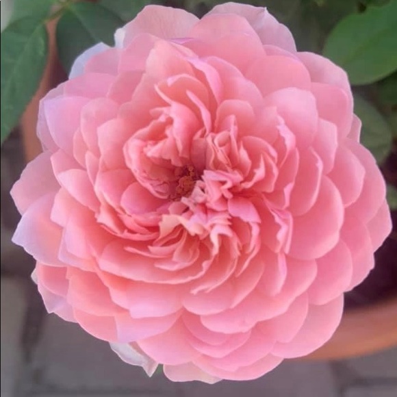 Meet the Posher - Picture 2 of 2